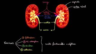 Anatomie et fonctions des reins [upl. by Aiveneg934]