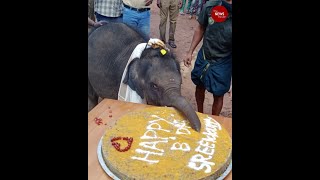 Kerala’s baby elephant celebrates her first birthday with cake special attire guests [upl. by Latonia514]