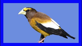 Evening Grosbeak Singing Grosbeak Calling  Pepitero Norteño Canto  Coccothraustes Vespertinus [upl. by Aekerly]