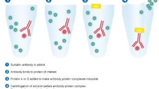 Immunoprecipitation [upl. by Packston]