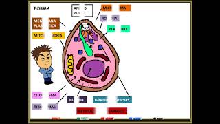 Paludismo Malaria PLASMODIUM FALCIPARUM [upl. by Ahseyk874]