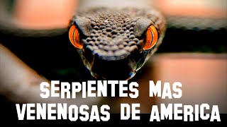 TOP 7  LAS SERPIENTES MAS VENENOSAS DE AMERICA [upl. by Eibob742]