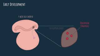 Oogenesis  embryonic development [upl. by Richey374]