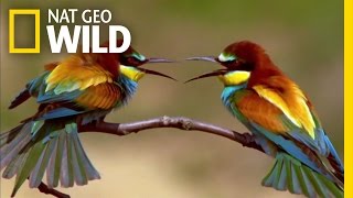 The Life of a Bee Eater  Real Angry Birds [upl. by Leggett239]