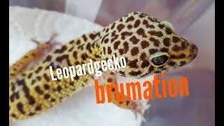 Leopard gecko brumation guide [upl. by Ahsieyk734]