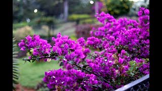 How to increase flowering in Bougainvillea [upl. by Carrew]