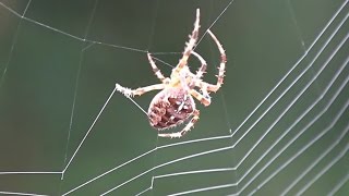 Spider Spinning Its Web  CloseUp [upl. by Diba]