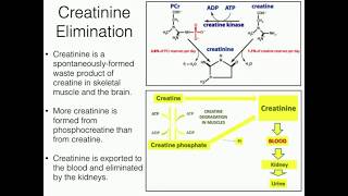 Creatine Function 22 Degradation to Creatinine [upl. by Romona]