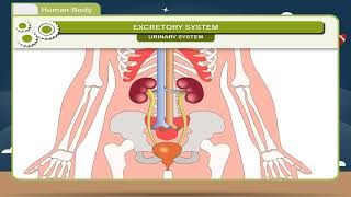 Human Body class7 [upl. by Dot]