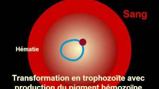 Cycle Plasmodium Malaria [upl. by Ecneralc]