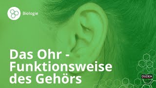 Das Ohr So funktioniert unser Gehör – Biologie  Duden Learnattack [upl. by Assirrec]