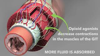 Opioid antidiarrheal medications Loperamide and diphenoxylate [upl. by Akihsay]