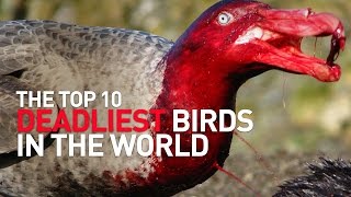 Top 10 Deadliest Birds in the World [upl. by Meagan320]