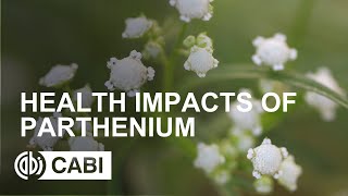 Health impacts of Parthenium [upl. by Nnawtna]