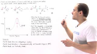 Peptide Bond Formation [upl. by Erin988]