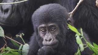 Baby Learning How to Gorilla  First Year on Earth  BBC Earth [upl. by Eilla]