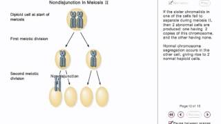 Chromosome Nondisjunction Animation [upl. by Chappell]