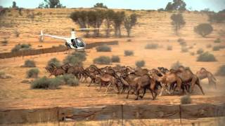 Robson Greens Australian Adventure Episode 2 CAMEL HERDING [upl. by Turrell636]