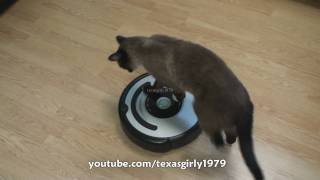 Cat shows HOW TO use iRobot Roomba Vacuum [upl. by Esserac]