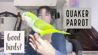 Guide to owning a Quaker ParrotMonk Parakeet What its like [upl. by Adlee]