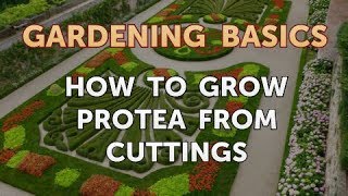 How to Grow Protea From Cuttings [upl. by Courtney5]