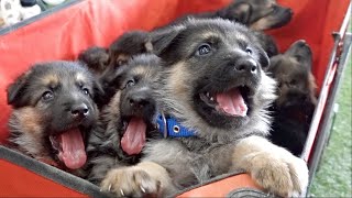 THE CUTEST German Shepherd Puppies Ever [upl. by Wetzel]