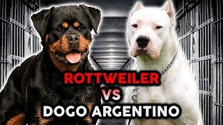 ROTTWEILER VS DOGO ARGENTINO The Best Guard Dog Breed [upl. by Sterrett268]