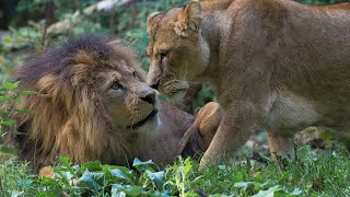 Leeuwinnen komen en gaan  Burgers Zoo Natuurlijk  Arnhem [upl. by Navoj]