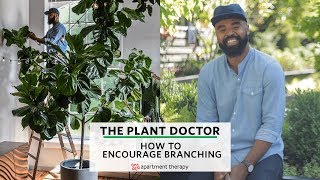 How To Encourage Branching  The Plant Doctor [upl. by Needan]