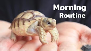 MY TORTOISES MORNING ROUTINE [upl. by Fischer]