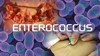 Enterococcus [upl. by Emersen]