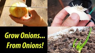 How To Grow An Onion From An Onion Bottom 2019 [upl. by Sternlight]