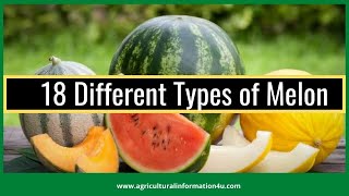 18 Different Types of Melon  Agriculture and Technology [upl. by Sokairyk]