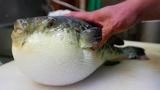 Japanese Street Food  LIVE FUGU PUFFERFISH Puffer Fish Japan [upl. by Mozart699]