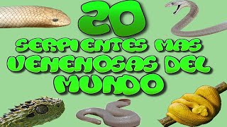 Las 20 Serpientes Mas Venenosas del Mundo HD [upl. by Garzon]