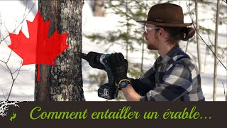 Comment Entailler un Érable  Enseigné par un arboriste [upl. by Grimbald]