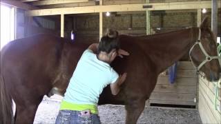 Equine massage  Horse 3 Part 2 [upl. by Ellenig]