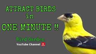 Attract Birds In ONE MINUTE  TOP 5 Bird Attractants [upl. by Amled541]