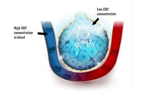 Gaseous exchange in lungs [upl. by Nahtal]