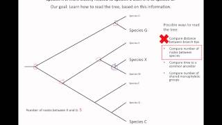 How to read an evolutionary tree [upl. by Eegnat]