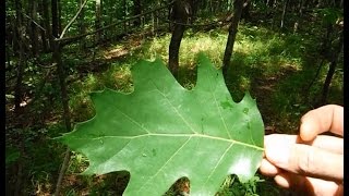 Tree Identification  Northeastern Hardwoods [upl. by Lyram384]