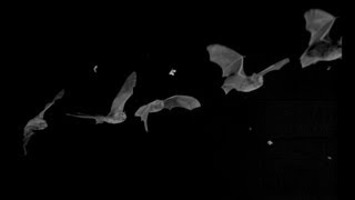 Bat Echolocation Sonar [upl. by Haniraz]