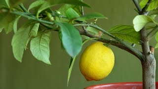 Cómo plantar un limonero en maceta  Bricomanía  Jardinatis [upl. by Alian127]