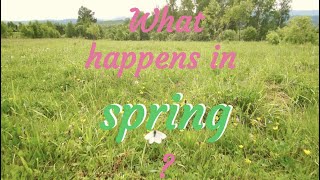 What happens in spring [upl. by Sirtimed]