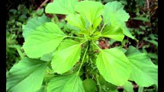 Health Benefits of Indian Acalypha [upl. by Cecilia]