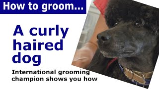 How to groom a dog with curly or wavy hair  grooming demonstration [upl. by Annibo511]