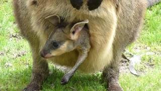 Baby Kangaroo in Pouch [upl. by Yentiw481]