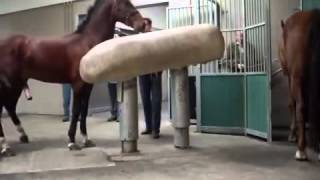 Mating Horses Breeding  HORSE MATING Donating Sperm MIX [upl. by Nala]