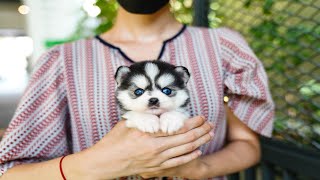 mini pomsky female ALI🎈 [upl. by Arleen]