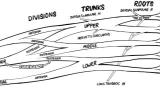 The Brachial Plexus Animated Review HD [upl. by Wilone]